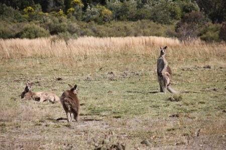 Cangurus na Australia por mikix