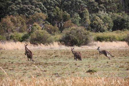 Cangurus na Australia por mikix