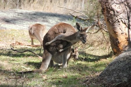 Cangurus na Australia por mikix