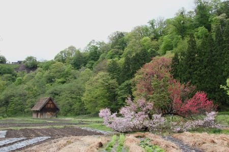 Shirakawa-go
